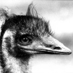Emu hnědý